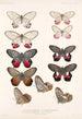 Hyönteiset Lepidoptera Rhopalocera Pl 006 - Frederick DuCane Godman — näkymä teoksesta
