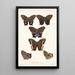 Insecta Lepidoptera Rhopalocera Pl 007 - Frederick DuCane Godman — kehystetty taideteos seinällä