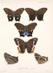 Insecta Lepidoptera Rhopalocera Pl 007 - Frederick DuCane Godman — näkymä teoksesta