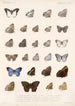 Insektit Lepidoptera Rhopalocera Pl 008 - Frederick DuCane Godman — näkymä teoksesta