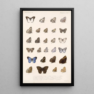 Frederick DuCane Godman - Insecta LepidopteraRhopalocera Pl 008.webp