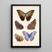 Insecta Lepidoptera Rhopalocera Pl 011 - Frederick DuCane Godman — kehystetty taideteos seinällä