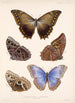 Insecta Lepidoptera Rhopalocera Pl 011 - Frederick DuCane Godman — näkymä teoksesta