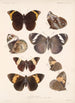 Insecta Lepidoptera Rhopalocera Pl 012 - Frederick DuCane Godman — näkymä teoksesta