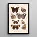 Insecta Lepidoptera Rhopalocera Pl 012 - Frederick DuCane Godman — kehystetty taideteos seinällä