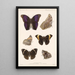 Insektit Lepidoptera Rhopalocera Pl 013 - Frederick DuCane Godman — kehystetty taideteos seinällä