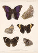 Insektit Lepidoptera Rhopalocera Pl 013 - Frederick DuCane Godman — näkymä teoksesta