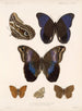 Insectes Lépidoptères Rhopalocères Pl 015 - Frederick Du Cane Godman — näkymä teoksesta