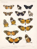 Insectes Lépidoptères Rhopalocères Pl 016 - Frederick Du Cane Godman — näkymä teoksesta