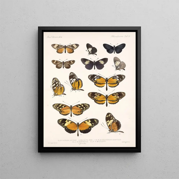 Insectes Lépidoptères Rhopalocères Pl 016 - Frederick Du Cane Godman — kehystetty taideteos seinällä