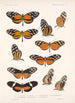 Insektit Lepidoptera Rhopalocera Pl 017 - Frederick DuCane Godman — näkymä teoksesta