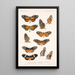 Insektit Lepidoptera Rhopalocera Pl 017 - Frederick DuCane Godman — kehystetty taideteos seinällä