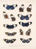Insectes Lépidoptères Rhopalocères Pl 018 - Frederick Du Cane Godman — näkymä teoksesta