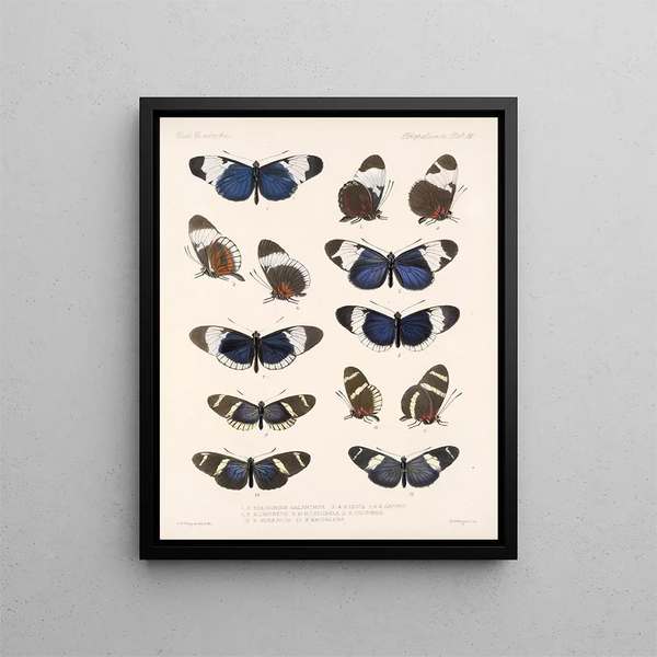 Insectes Lépidoptères Rhopalocères Pl 018 - Frederick Du Cane Godman — kehystetty taideteos seinällä