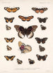 Insektit Lepidoptera Rhopalocera Pl 019 - Frederick DuCane Godman — näkymä teoksesta