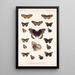 Insektit Lepidoptera Rhopalocera Pl 019 - Frederick DuCane Godman — kehystetty taideteos seinällä