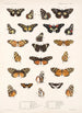 Insecta Lepidoptera Rhopalocera Pl 020 - Frederick DuCane Godman — näkymä teoksesta