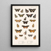 Insecta Lepidoptera Rhopalocera Pl 020 - Frederick DuCane Godman — kehystetty taideteos seinällä