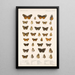 Insektit Lepidoptera Rhopalocera Pl 021 - Frederick DuCane Godman — kehystetty taideteos seinällä