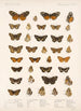 Insektit Lepidoptera Rhopalocera Pl 021 - Frederick DuCane Godman — näkymä teoksesta