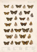 Insektit Lepidoptera Rhopalocera Pl 022 - Frederick DuCane Godman — näkymä teoksesta