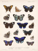 Insectes Lépidoptères Rhopalocères Pl 023 - Frederick Du Cane Godman — näkymä teoksesta