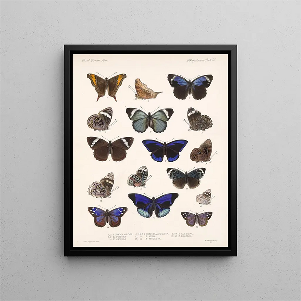 Insectes Lépidoptères Rhopalocères Pl 023 - Frederick Du Cane Godman — kehystetty taideteos seinällä