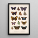 Insektit Lepidoptera Rhopalocera Pl 024 - Frederick DuCane Godman — kehystetty taideteos seinällä