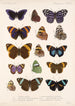 Insektit Lepidoptera Rhopalocera Pl 024 - Frederick DuCane Godman — näkymä teoksesta
