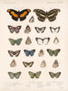 Insectes Lépidoptères Rhopalocères Pl 025 - Frederick Du Cane Godman — näkymä teoksesta