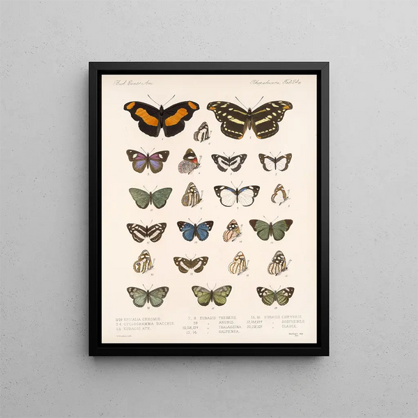 Insectes Lépidoptères Rhopalocères Pl 025 - Frederick Du Cane Godman — kehystetty taideteos seinällä