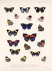Insectes Lépidoptères Rhopalocères Pl 026 - Frederick Du Cane Godman — näkymä teoksesta
