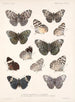 Insectes Lépidoptères Rhopalocères Pl 027 - Frederick Du Cane Godman — näkymä teoksesta