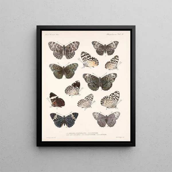Insectes Lépidoptères Rhopalocères Pl 027 - Frederick Du Cane Godman — kehystetty taideteos seinällä