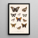 Insektit Lepidoptera Rhopalocera Pl 028 - Frederick DuCane Godman — kehystetty taideteos seinällä