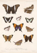 Insektit Lepidoptera Rhopalocera Pl 028 - Frederick DuCane Godman — näkymä teoksesta