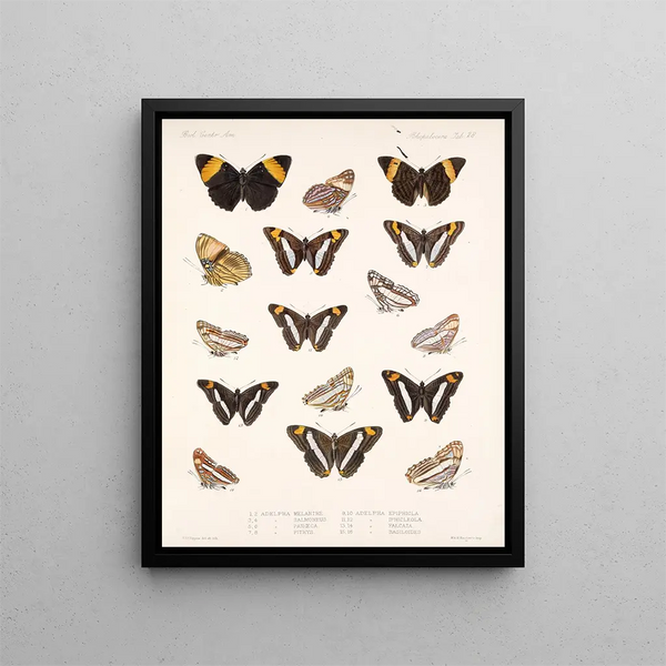 Insectes Lépidoptères Rhopalocères Pl 029 - Frederick Du Cane Godman — kehystetty taideteos seinällä
