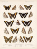 Insectes Lépidoptères Rhopalocères Pl 030 - Frederick Du Cane Godman — näkymä teoksesta