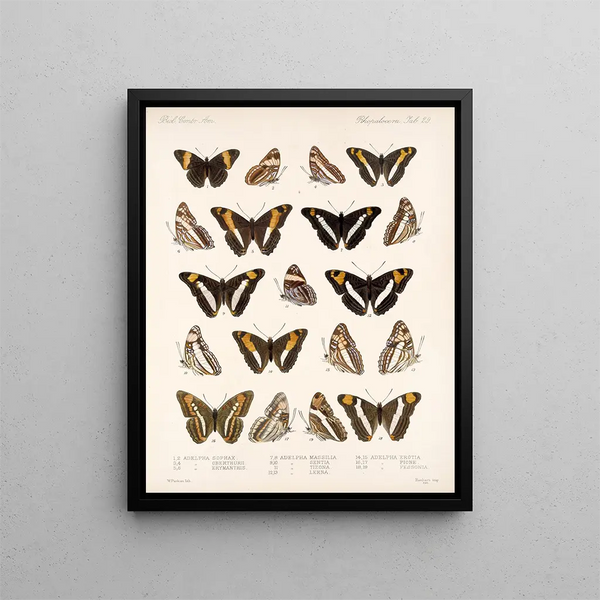 Insectes Lépidoptères Rhopalocères Pl 030 - Frederick Du Cane Godman — kehystetty taideteos seinällä
