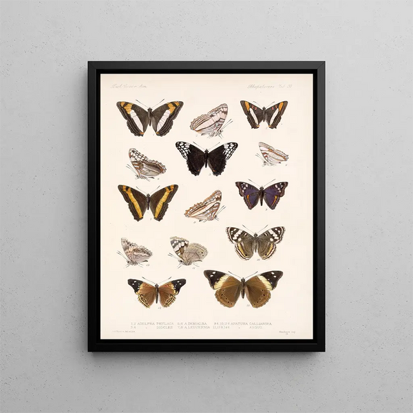 Insectes Lépidoptères Rhopalocères Pl 031 - Frederick Du Cane Godman — kehystetty taideteos seinällä
