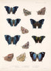 Insecta Lepidoptera Rhopalocera Pl 033 - Frederick DuCane Godman — näkymä teoksesta