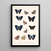 Insecta Lepidoptera Rhopalocera Pl 033 - Frederick DuCane Godman — kehystetty taideteos seinällä