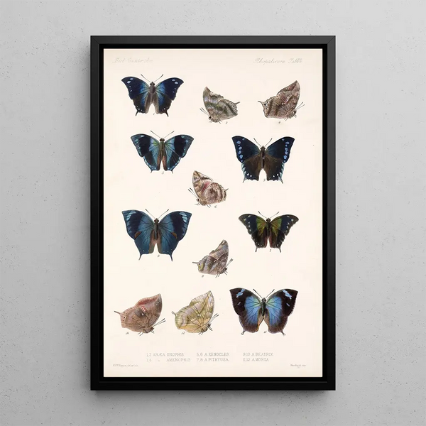 Frederick DuCane Godman - Insecta LepidopteraRhopalocera Pl 033.webp
