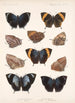 Insecta Lepidoptera Rhopalocera Pl 034 - Frederick DuCane Godman — näkymä teoksesta