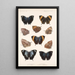 Insecta Lepidoptera Rhopalocera Pl 034 - Frederick DuCane Godman — kehystetty taideteos seinällä