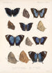 Insektit Lepidoptera Rhopalocera Pl 037 - Frederick DuCane Godman — näkymä teoksesta