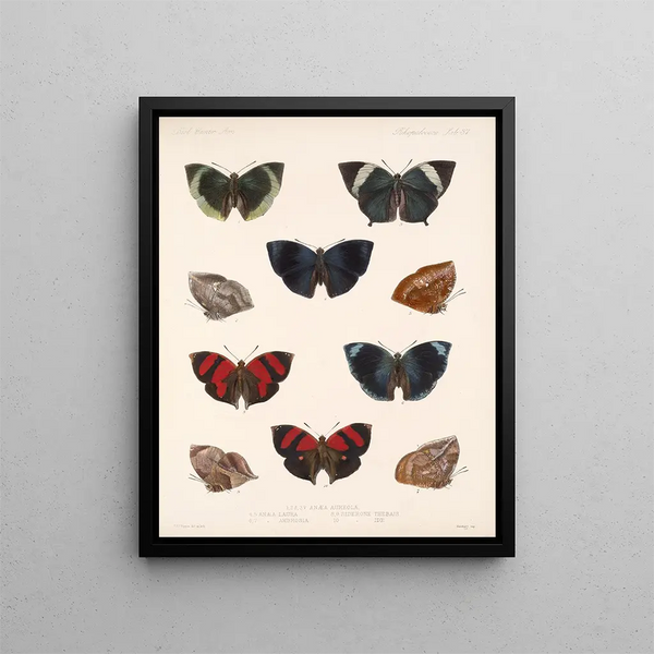 Insectes Lépidoptères Rhopalocères Pl 038 - Frederick DuCane Godman — kehystetty taideteos seinällä