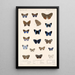 Insecta Lepidoptera Rhopalocera Pl 039 - Frederick DuCane Godman — kehystetty taideteos seinällä