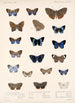 Insecta Lepidoptera Rhopalocera Pl 039 - Frederick DuCane Godman — näkymä teoksesta