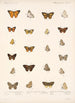 Insektit Lepidoptera Rhopalocera Pl 040 - Frederick DuCane Godman — näkymä teoksesta